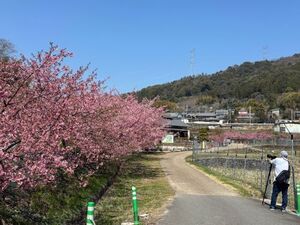河津桜2023.2.25.1.jpg