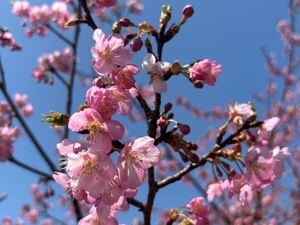 河津桜2025.jpg