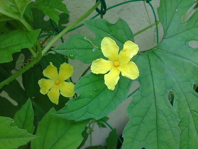 Photo Photo