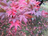 Img_1150 Img_1150