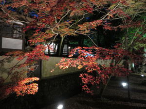 Img_1128 Img_1128