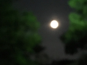 Img_3255 Img_3255